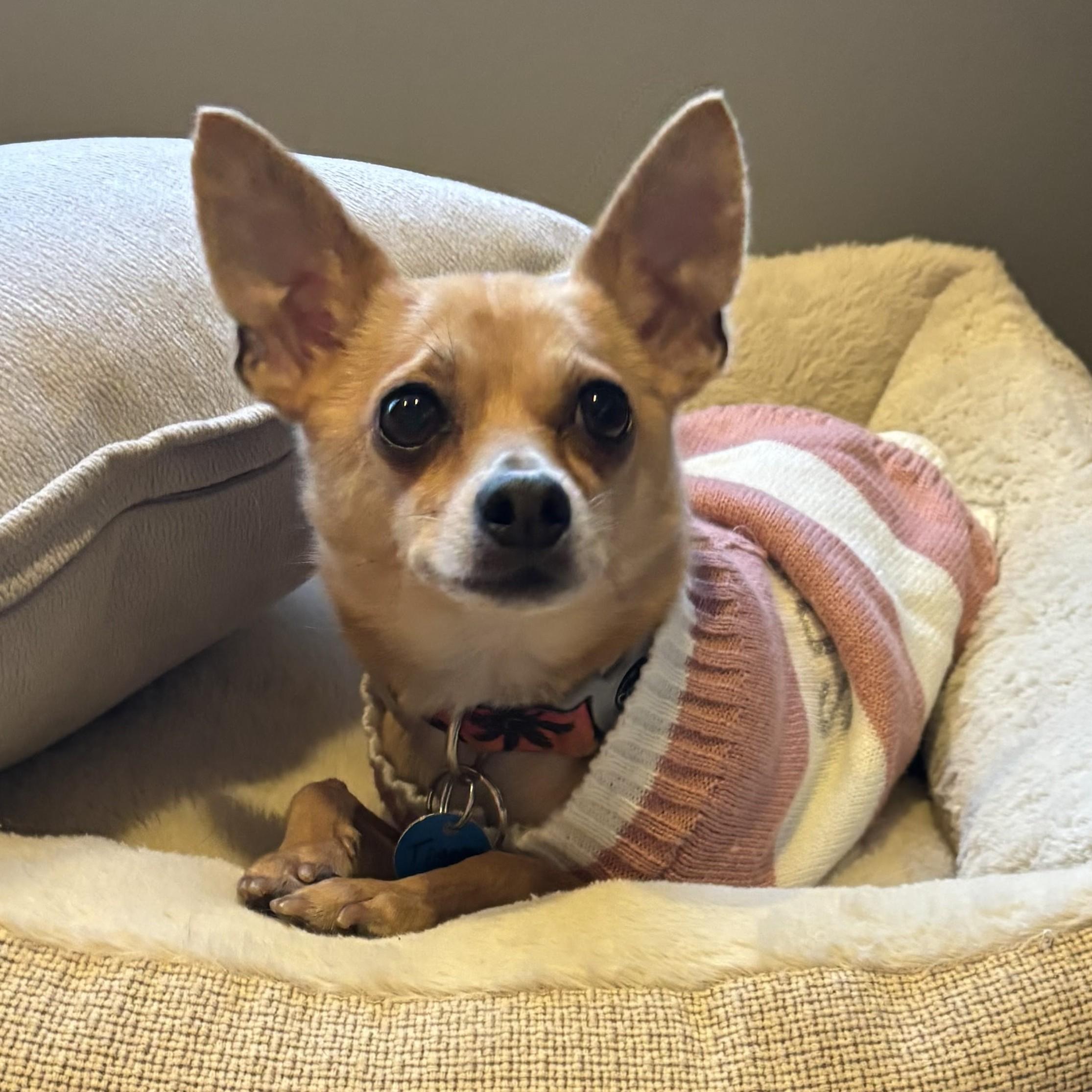 Enlarge Timon, a ADOPTABLE mixed breed in Normal, IL image 5/6