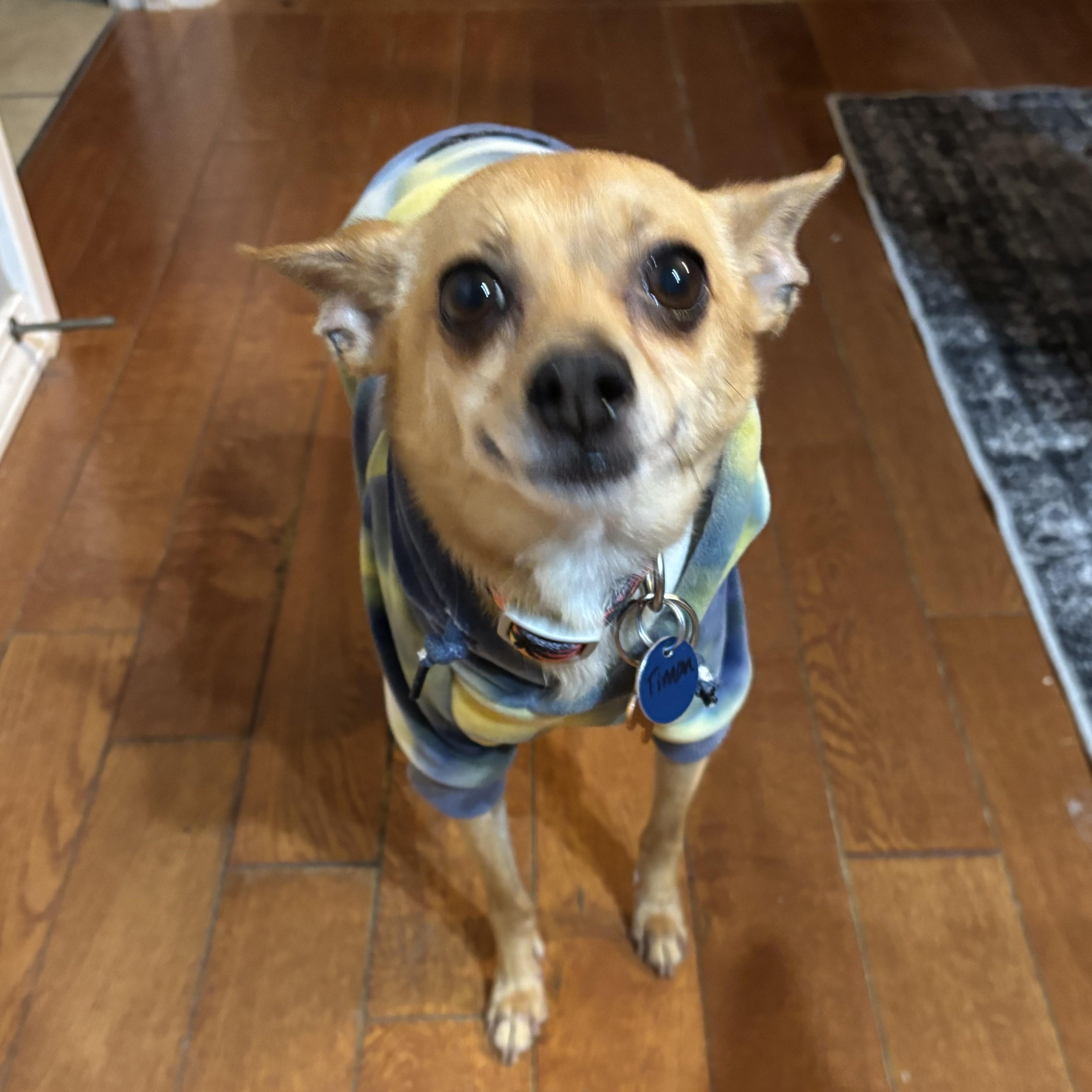 Enlarge Timon, a ADOPTABLE mixed breed in Normal, IL image 6/6