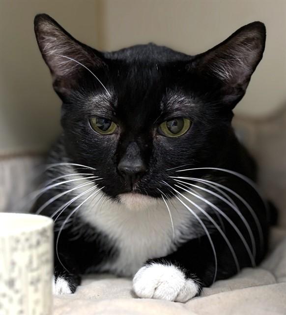 Enlarge TRINITY, a Adoptable Domestic Short Hair in Boston, MA image 1/1