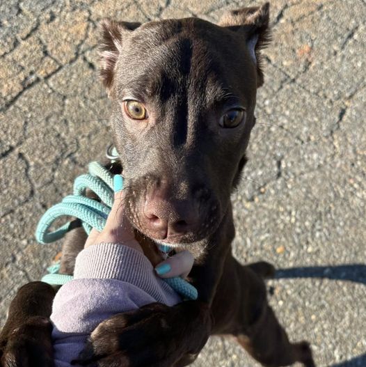 Dog for adoption Teddy, a Chocolate Labrador Retriever Mix in Amherst