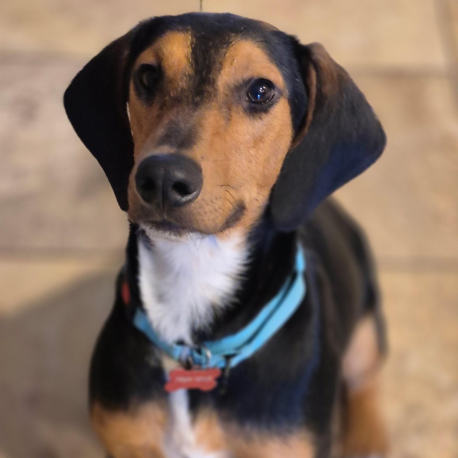 Porter