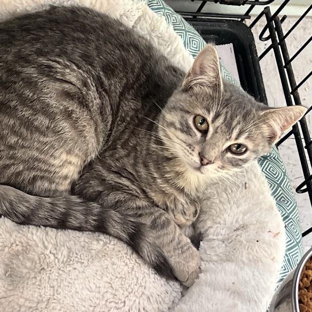 Enlarge Erica, a Adoptable Domestic Short Hair in Fairfax Station, VA image 1/4