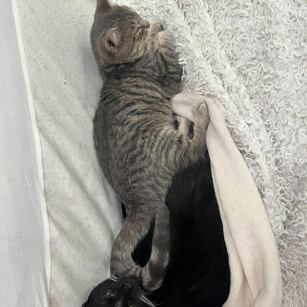 Enlarge Erica, a Adoptable Domestic Short Hair in Fairfax Station, VA image 2/4