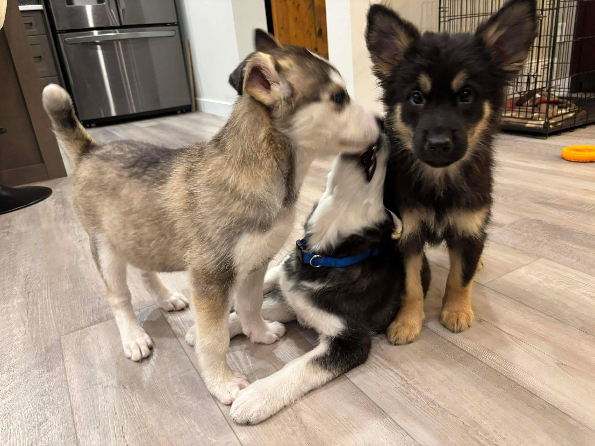 Enlarge Burrito, an adopted mixed breed in Langley, BC image 5/6