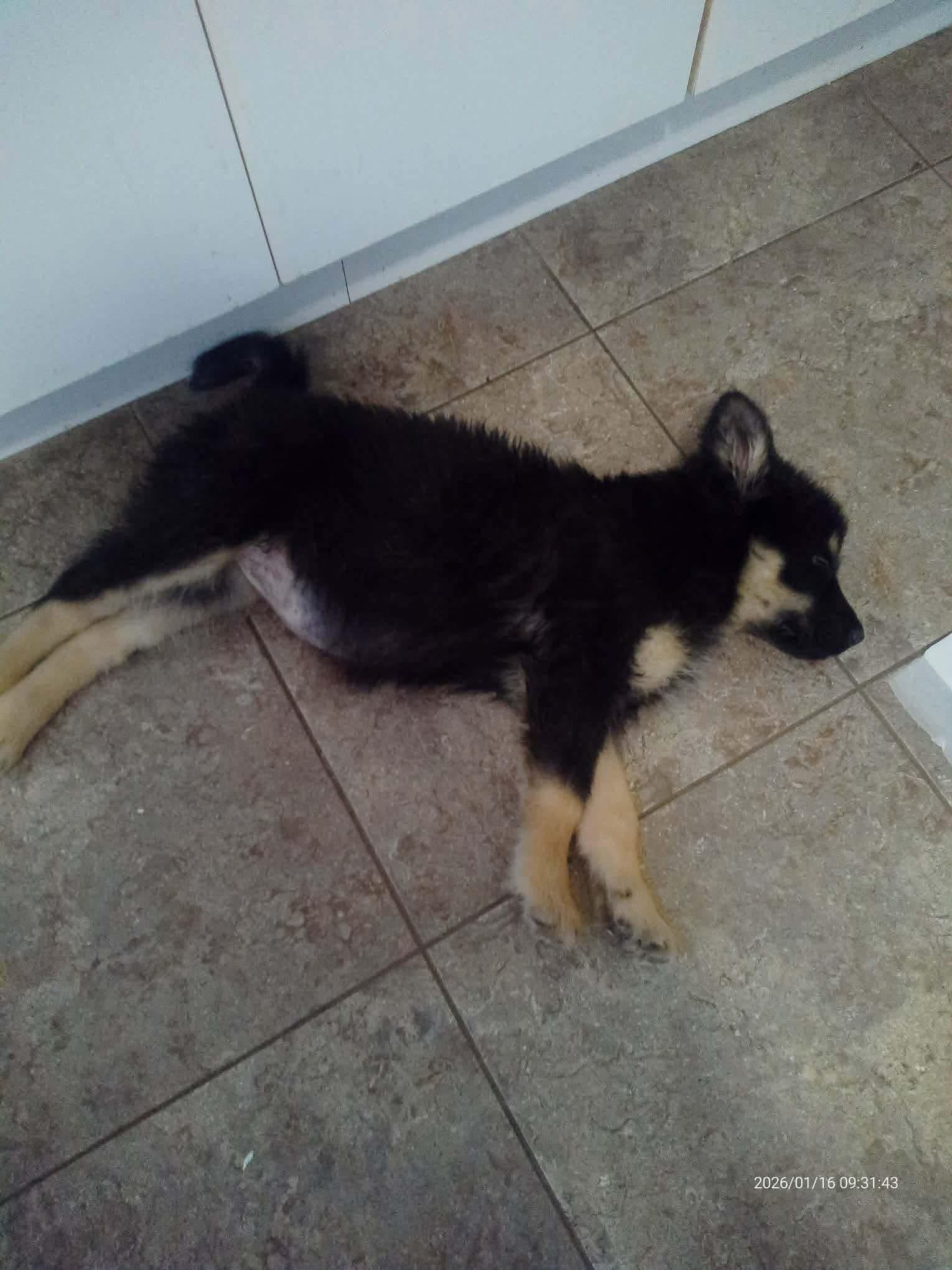 Enlarge Burrito, an adopted mixed breed in Langley, BC image 4/6