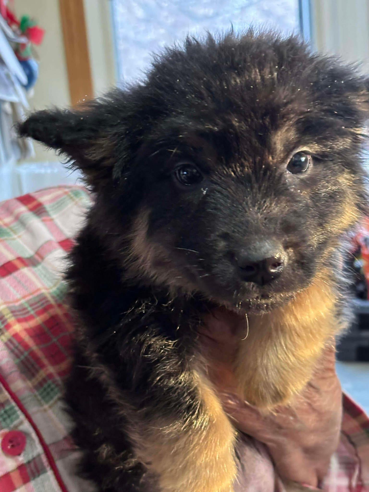 Enlarge Burrito, an adopted mixed breed in Langley, BC image 6/6