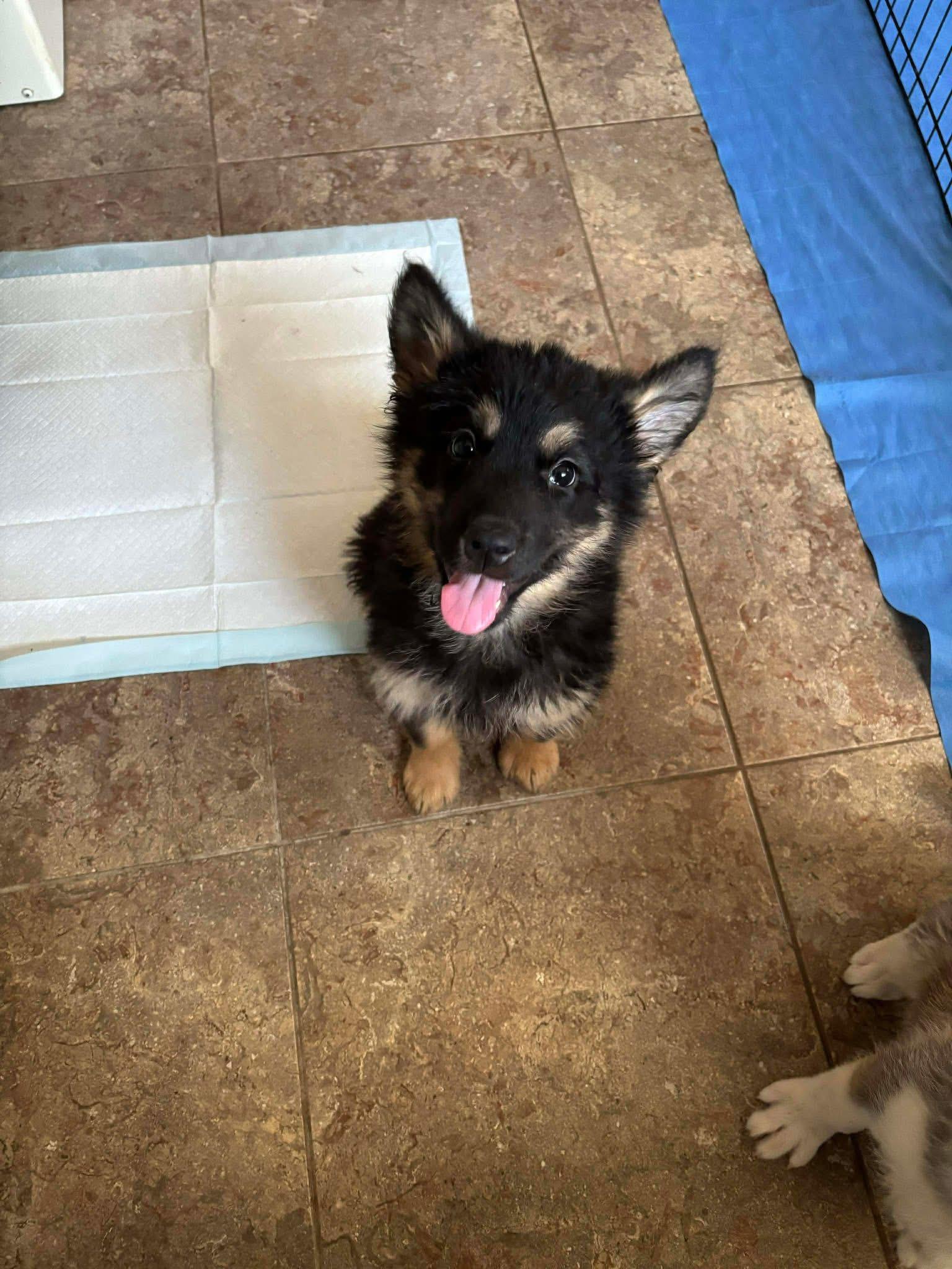 Enlarge Burrito, an adopted mixed breed in Langley, BC image 2/6