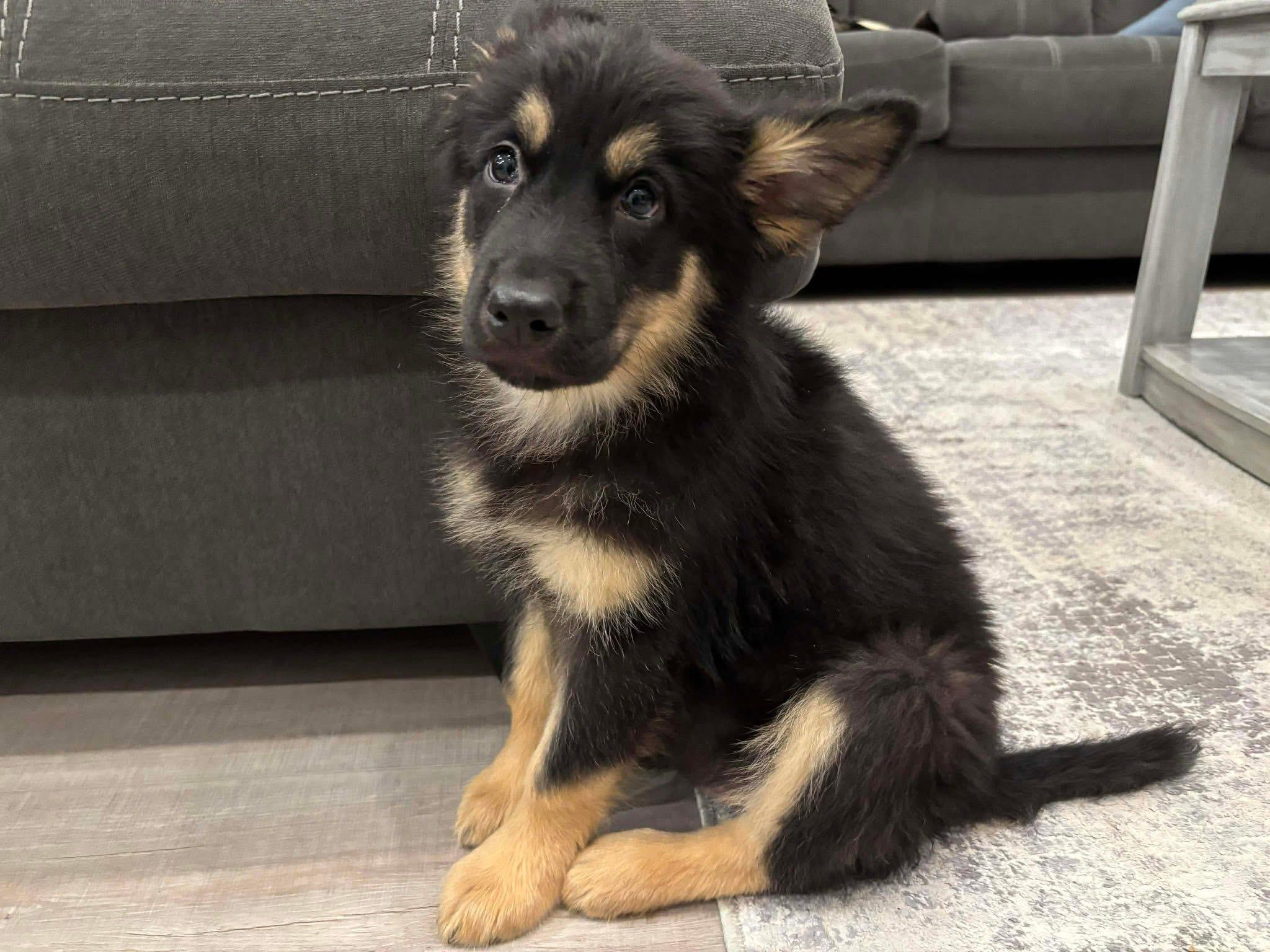 Burrito, adopted, Puppy Female German Shepherd Dog.