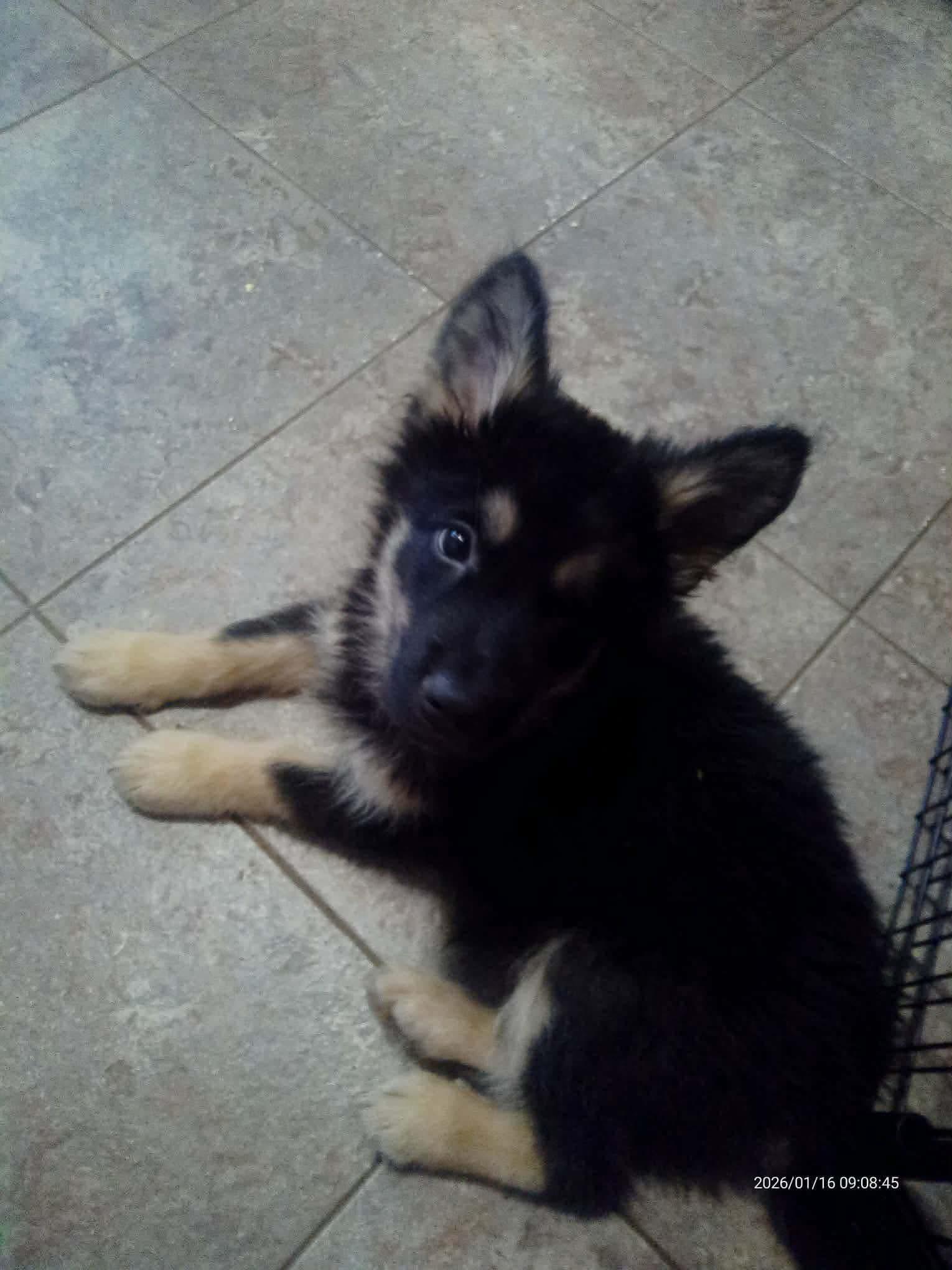 Enlarge Burrito, an adopted mixed breed in Langley, BC image 3/6