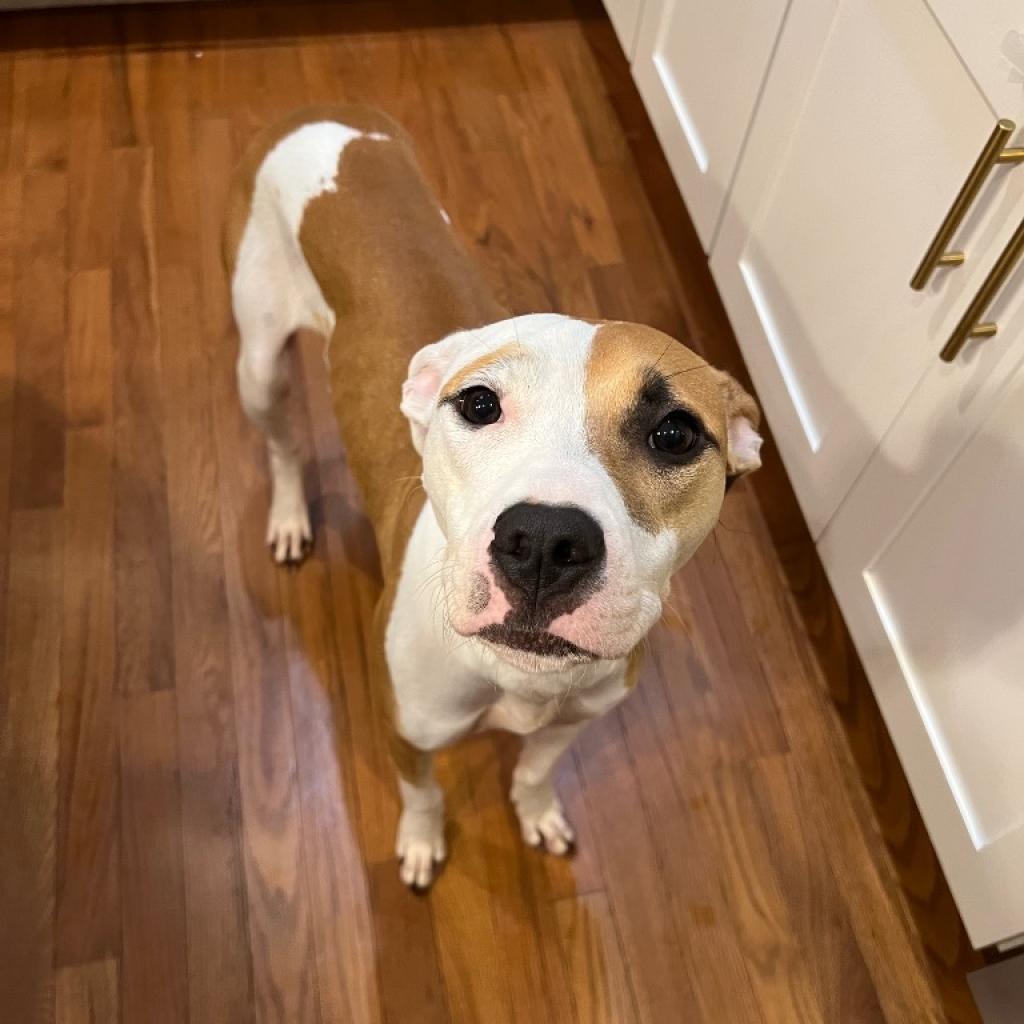 Bree, Adoptable, Adult Female Hound & Terrier.