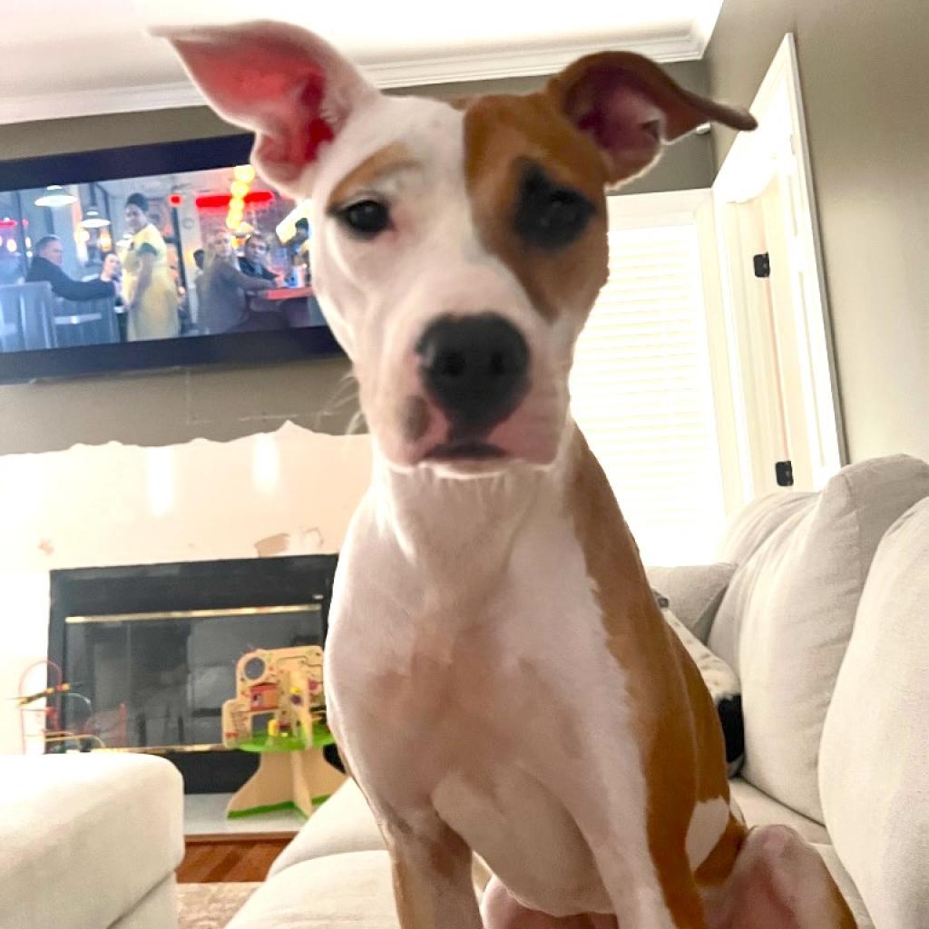 Enlarge Bree, a Adoptable mixed breed in Raleigh, NC image 2/4