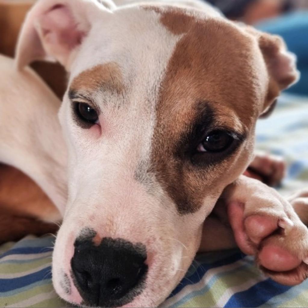 Enlarge Bree, a Adoptable mixed breed in Raleigh, NC image 3/4