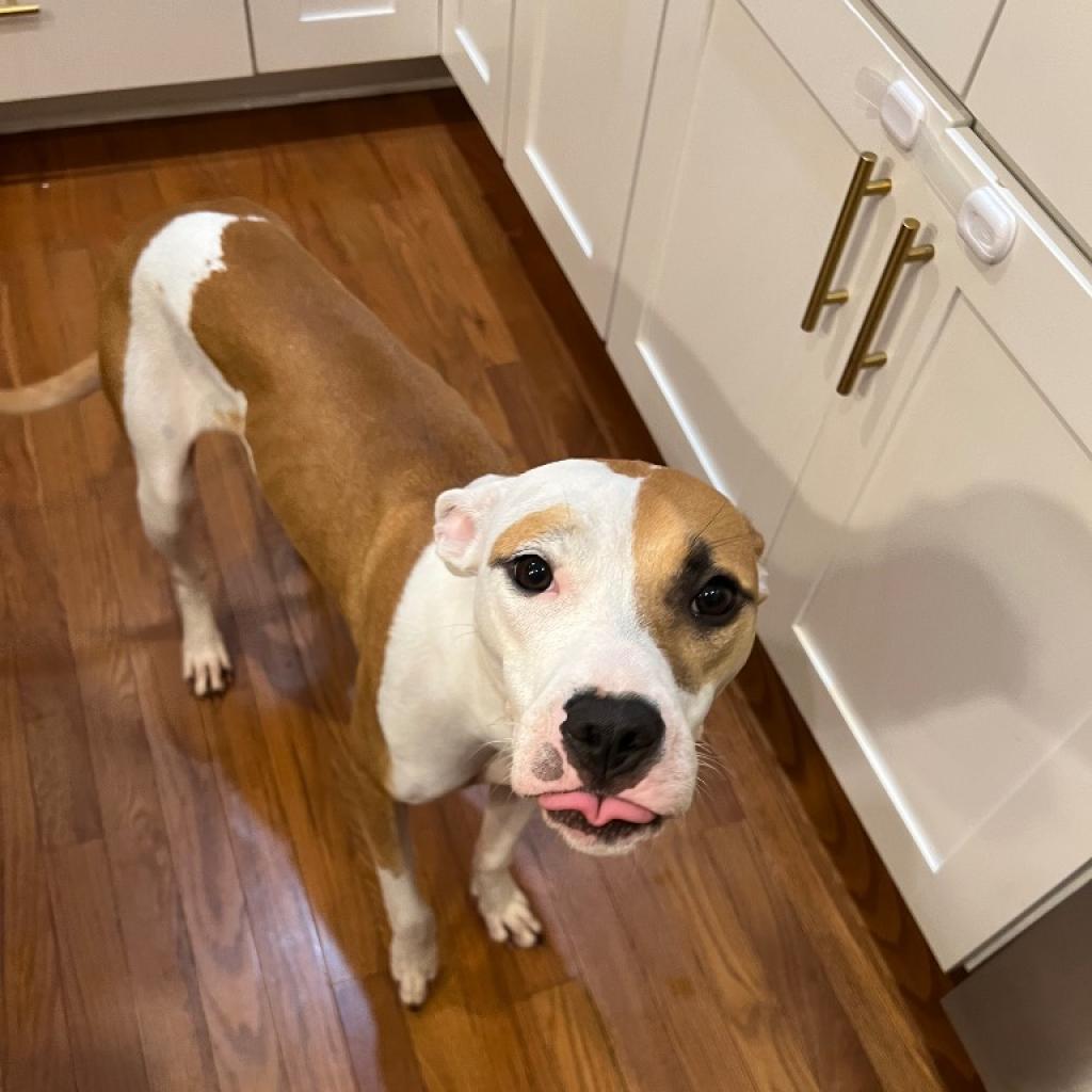 Enlarge Bree, a Adoptable mixed breed in Raleigh, NC image 4/4