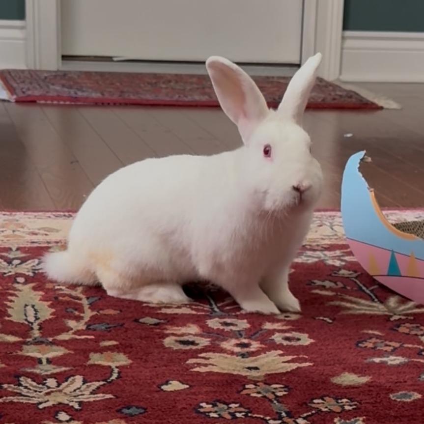 Enlarge Bijeli, a Adoptable Bunny Rabbit in Gansevoort, NY image 1/6