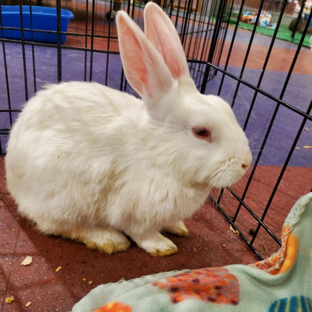 Enlarge Bijeli, a Adoptable Bunny Rabbit in Gansevoort, NY image 2/6