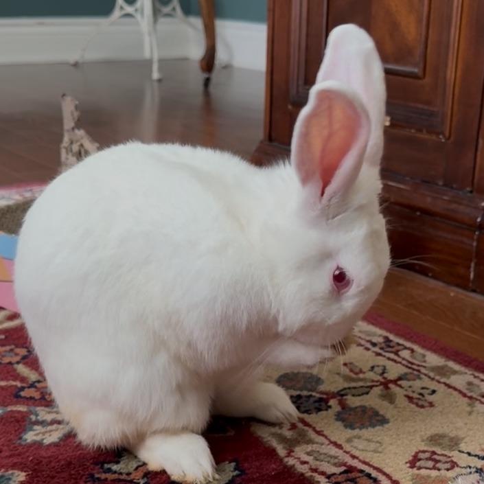 Enlarge Bijeli, a Adoptable Bunny Rabbit in Gansevoort, NY image 3/6