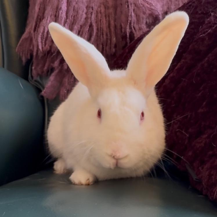 Enlarge Bijeli, a Adoptable Bunny Rabbit in Gansevoort, NY image 4/6