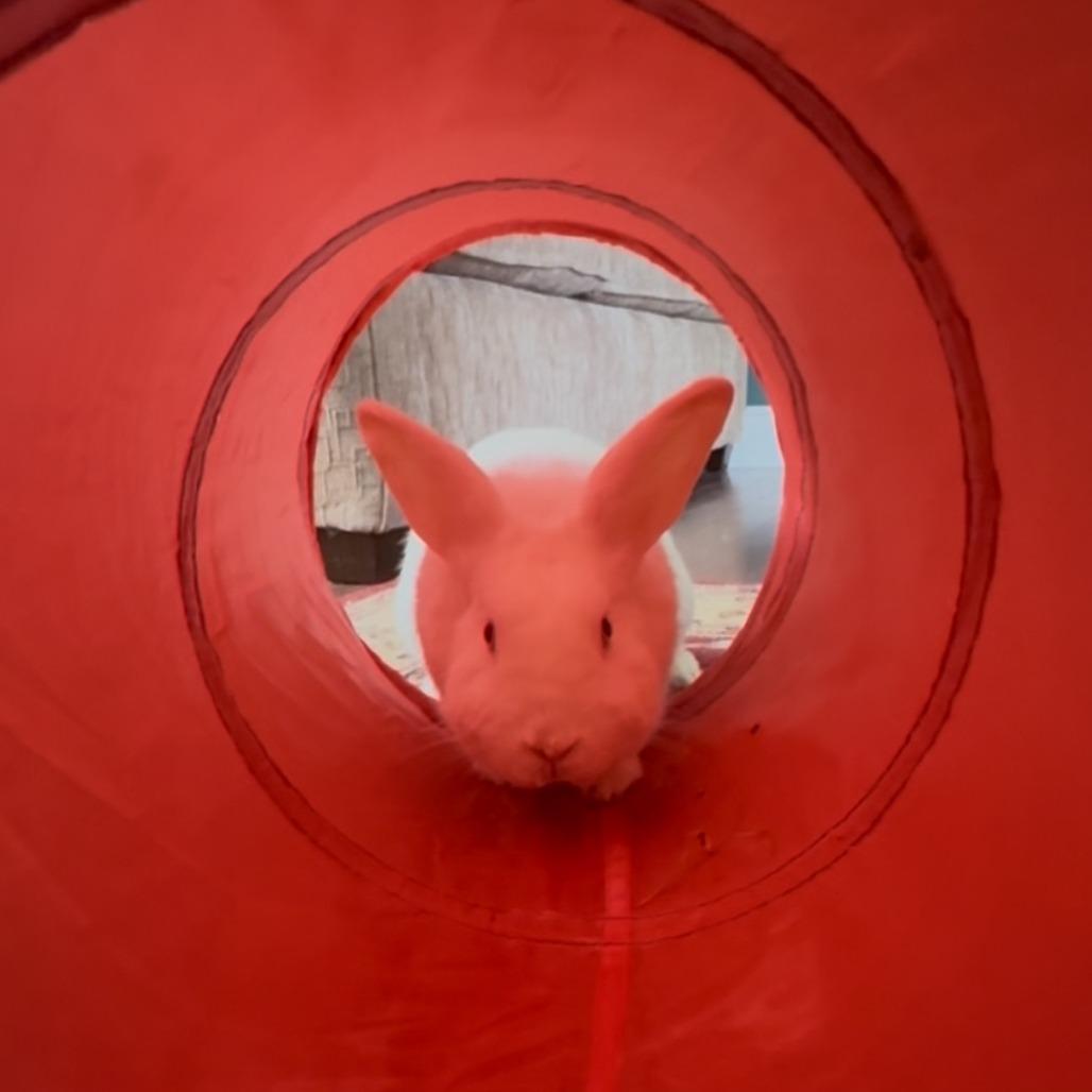 Enlarge Bijeli, a Adoptable Bunny Rabbit in Gansevoort, NY image 5/6