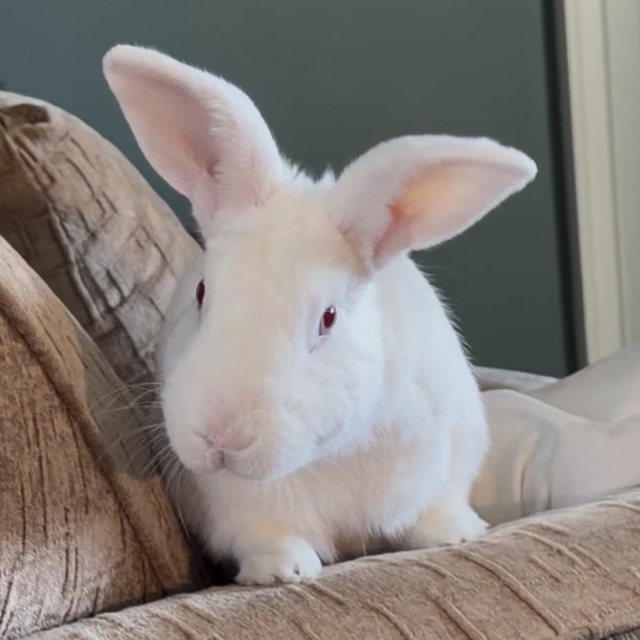 Enlarge Bijeli, a Adoptable Bunny Rabbit in Gansevoort, NY image 5/6