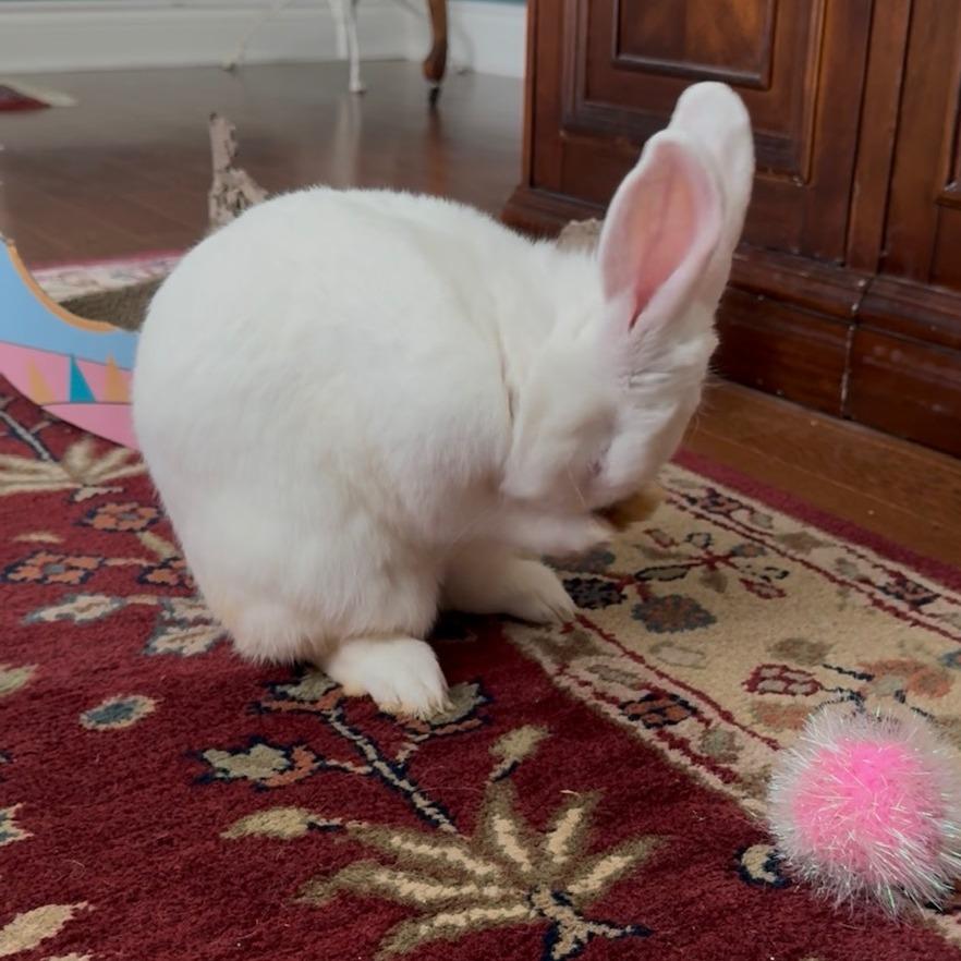Enlarge Bijeli, a Adoptable Bunny Rabbit in Gansevoort, NY image 6/6