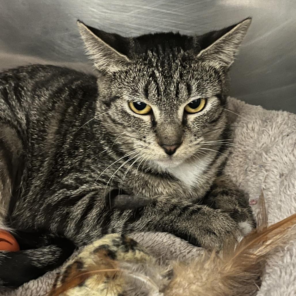 Baby Sue, Adoptable, Young Female Domestic Short Hair.