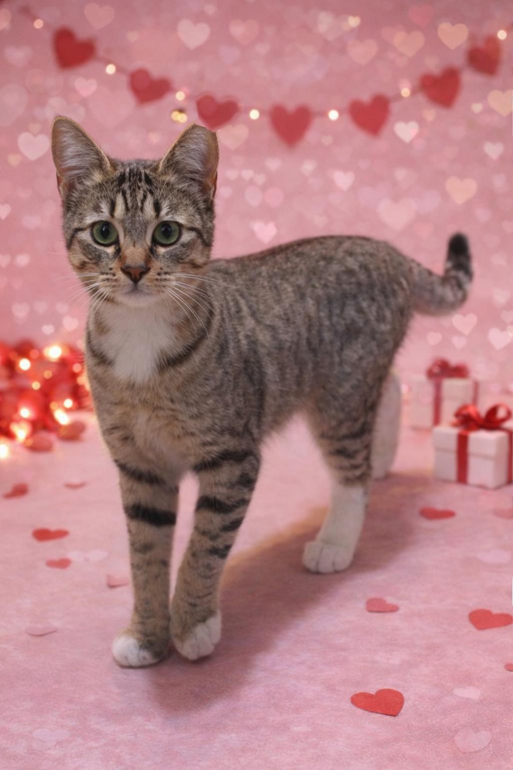 Evie - Katie's Baby, adopted, Kitten Female Domestic Short Hair.