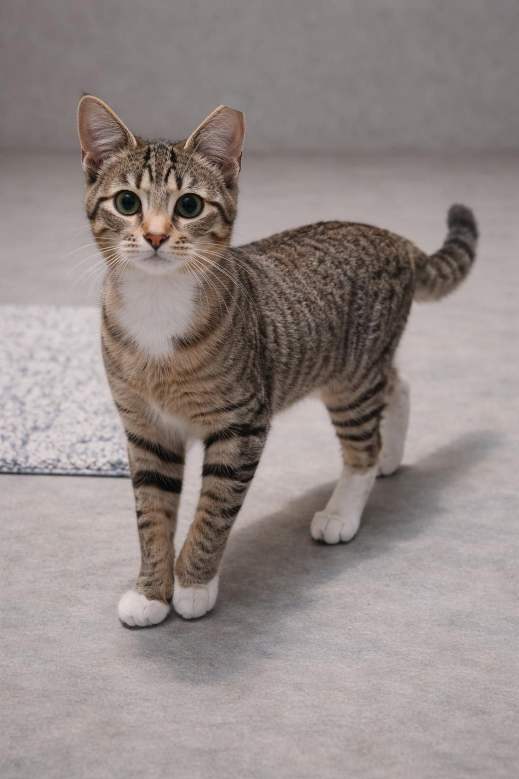 Evie - Katie's Baby, an adopted Domestic Short Hair in Houston, TX image 6/6