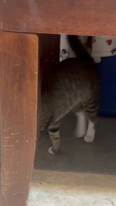 Enlarge Evie - Katie's Baby, an adopted Domestic Short Hair in Houston, TX video 5/6