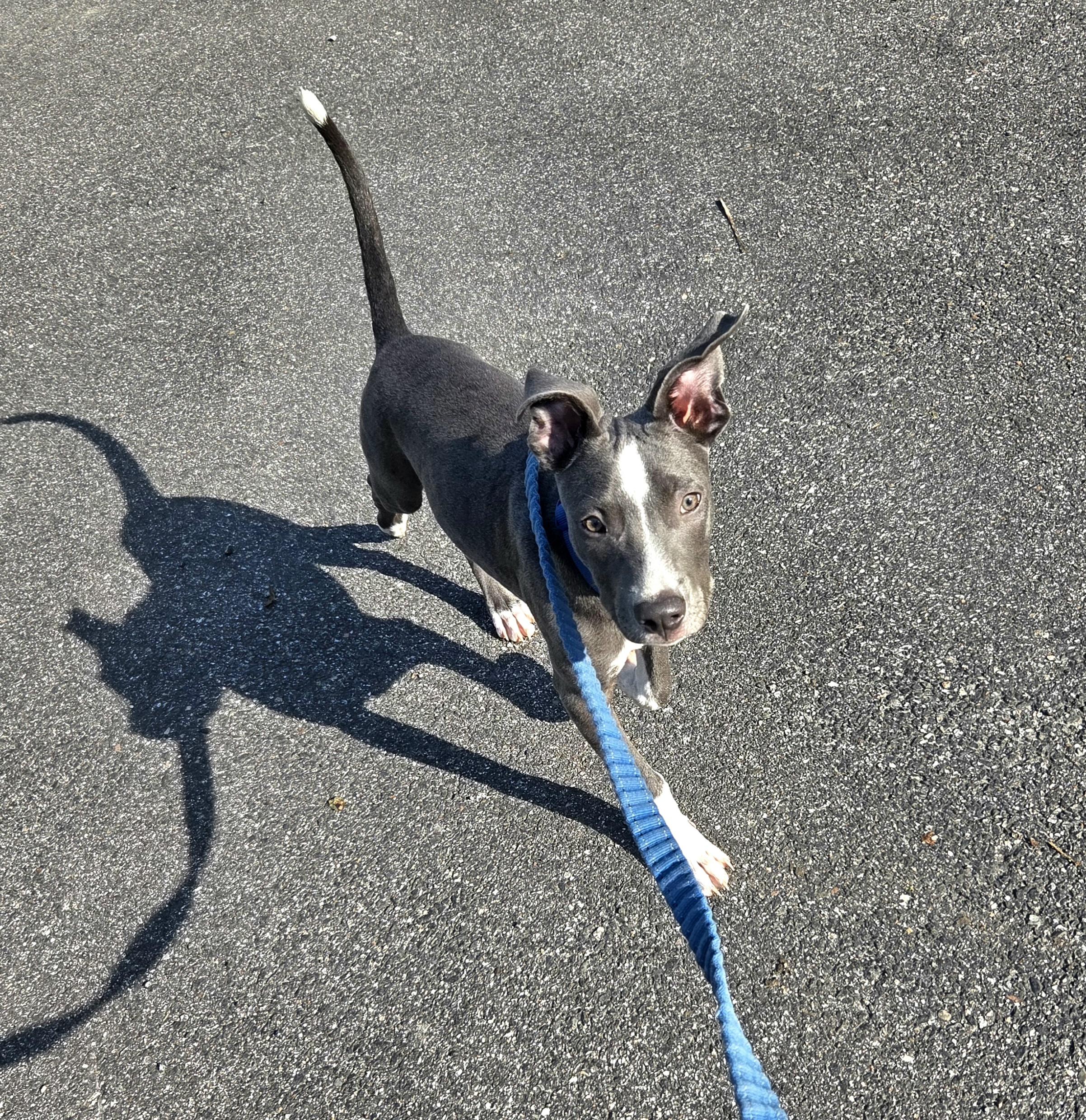 Enlarge Jack, a Adoptable mixed breed in Brunswick, ME image 1/6