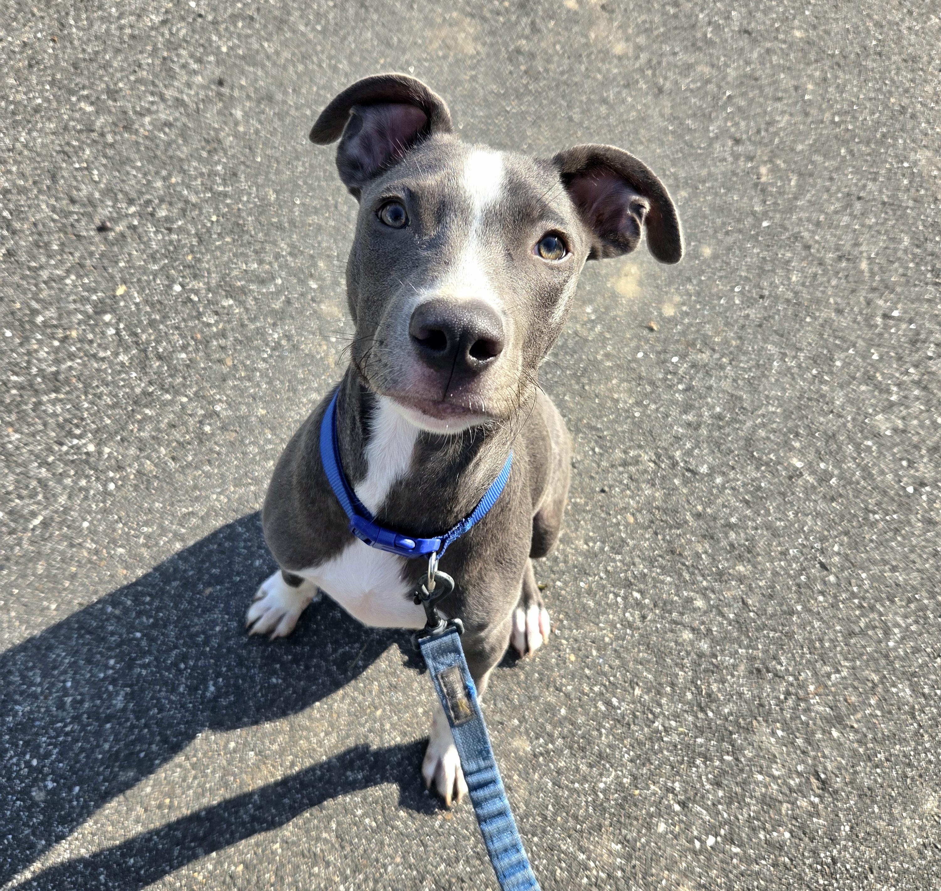 Enlarge Jack, a Adoptable mixed breed in Brunswick, ME image 2/6