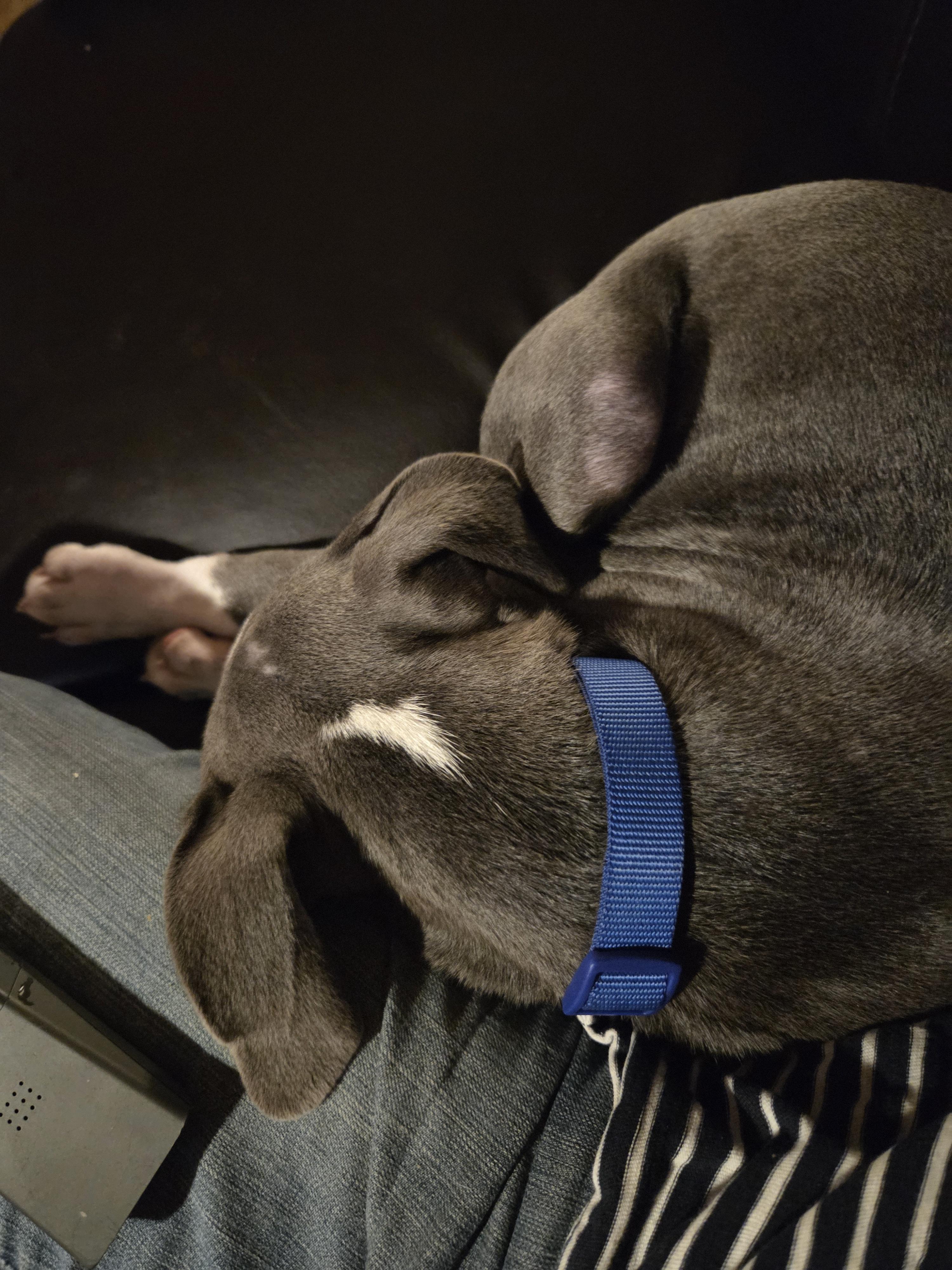 Enlarge Jack, a Adoptable mixed breed in Brunswick, ME image 6/6
