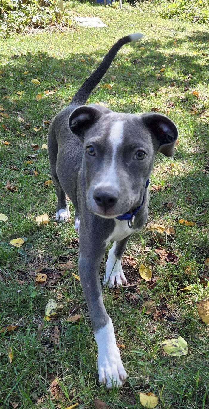 Enlarge Jack, a Adoptable mixed breed in Brunswick, ME image 3/6