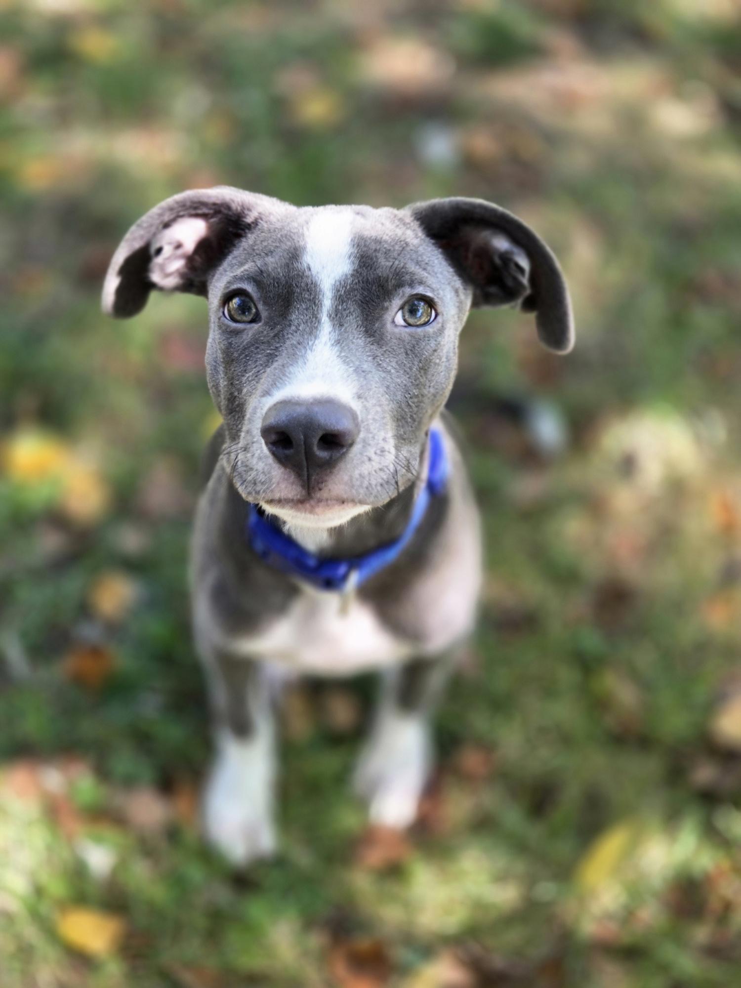 Enlarge Jack, a Adoptable mixed breed in Brunswick, ME image 5/6