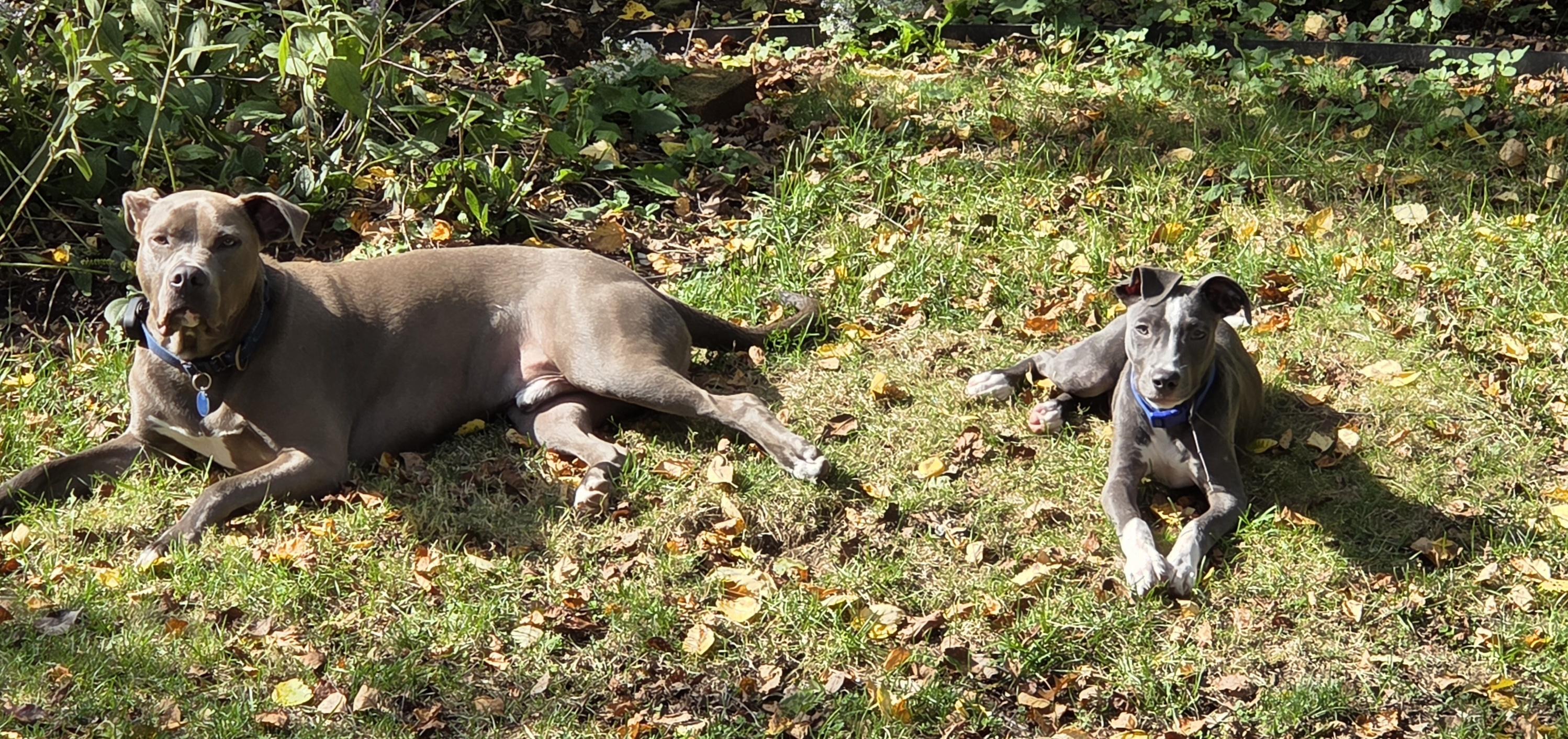 Enlarge Jack, a Adoptable mixed breed in Brunswick, ME image 4/6
