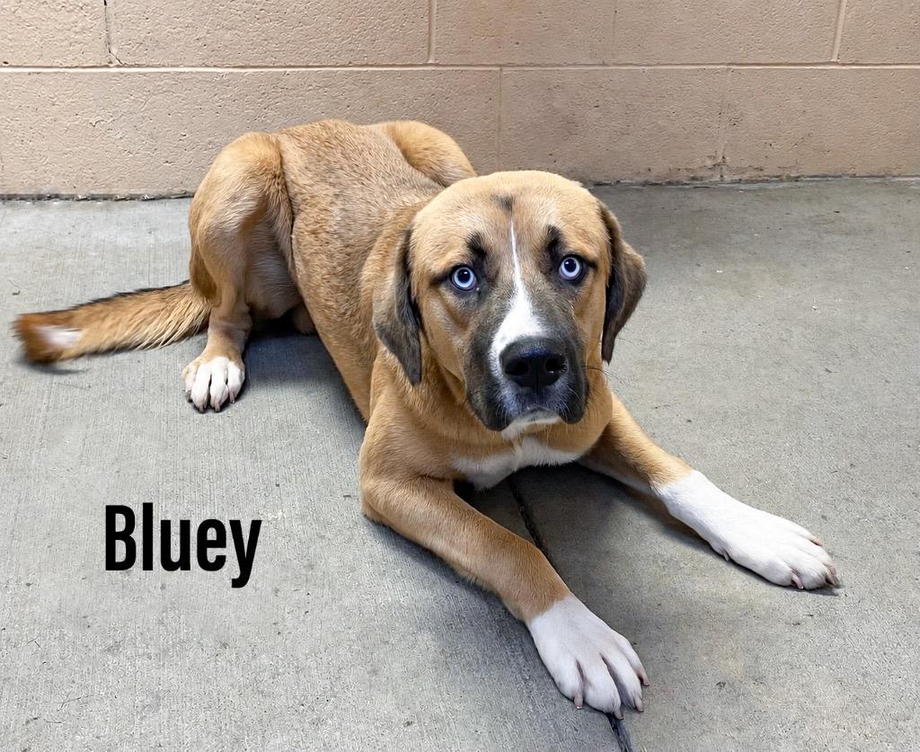 Bluey, Adoptable, Young Male Shepherd & Labrador Retriever.