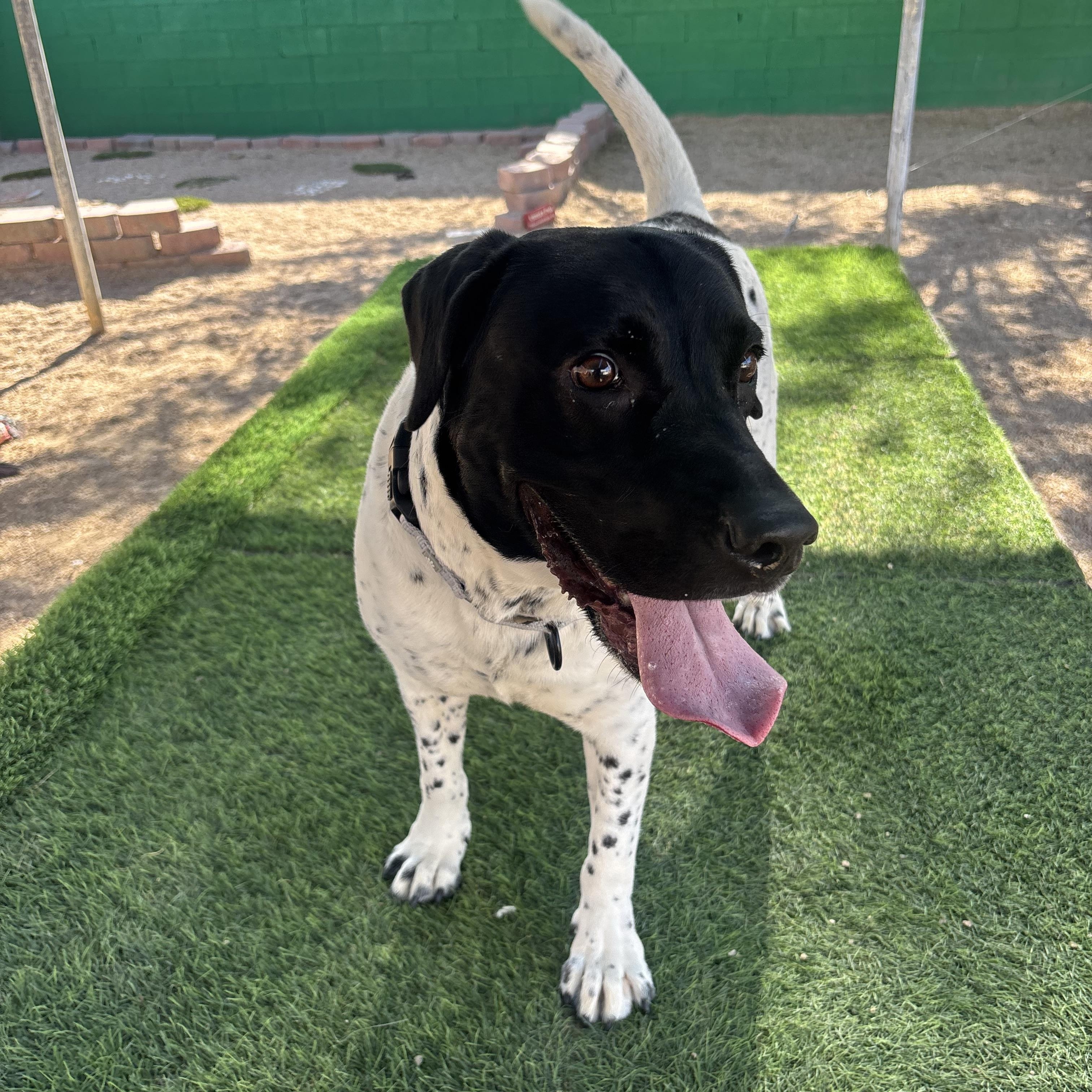 Enlarge Starfish, an adoptable mixed breed in Phoenix, AZ image 2/5