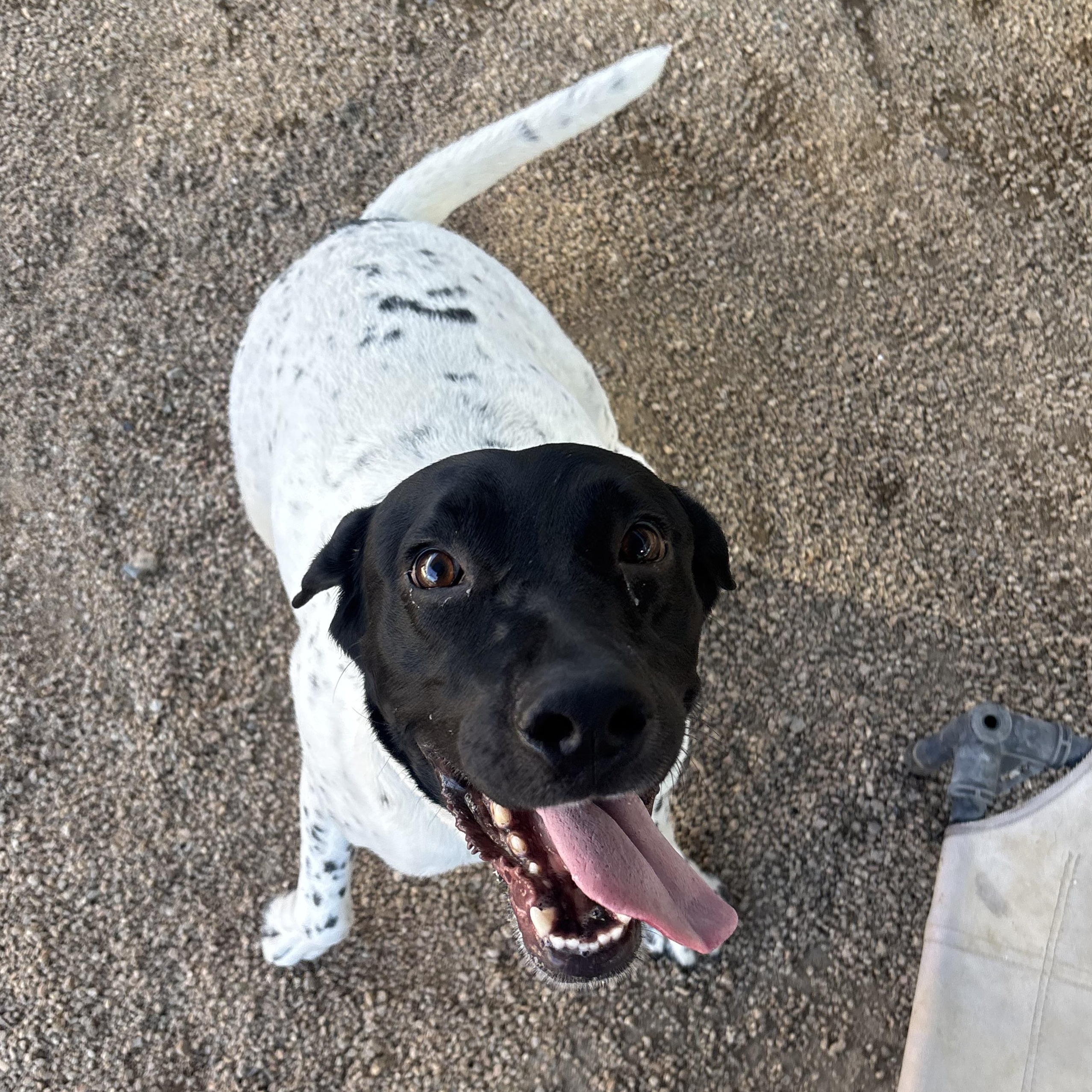 Enlarge Starfish, an adoptable mixed breed in Phoenix, AZ image 5/5