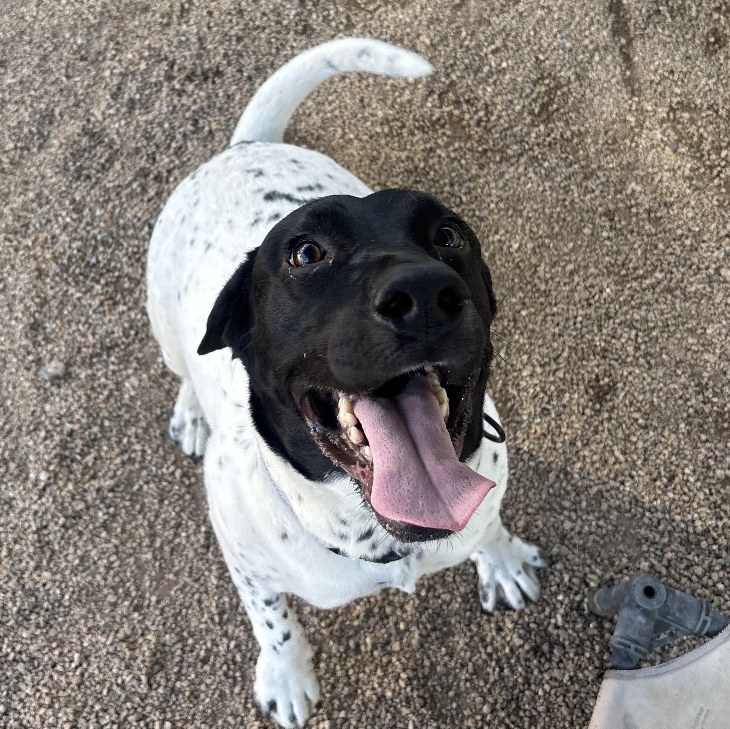 Enlarge Starfish, an adoptable mixed breed in Phoenix, AZ image 1/5