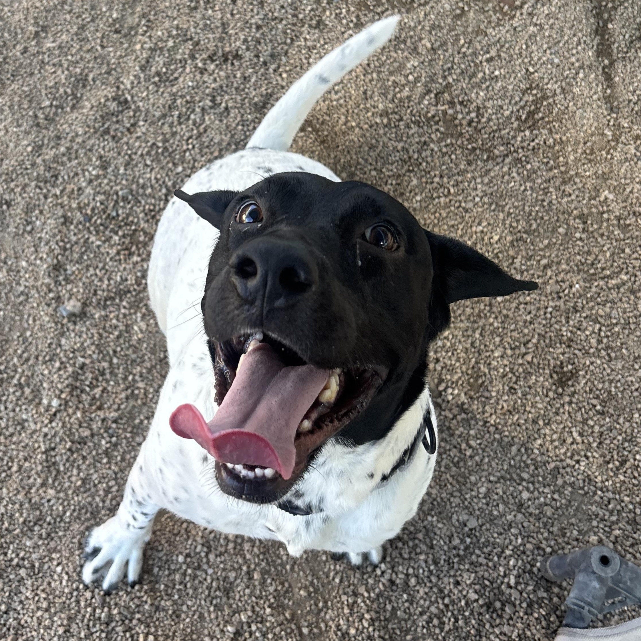 Enlarge Starfish, an adoptable mixed breed in Phoenix, AZ image 4/5