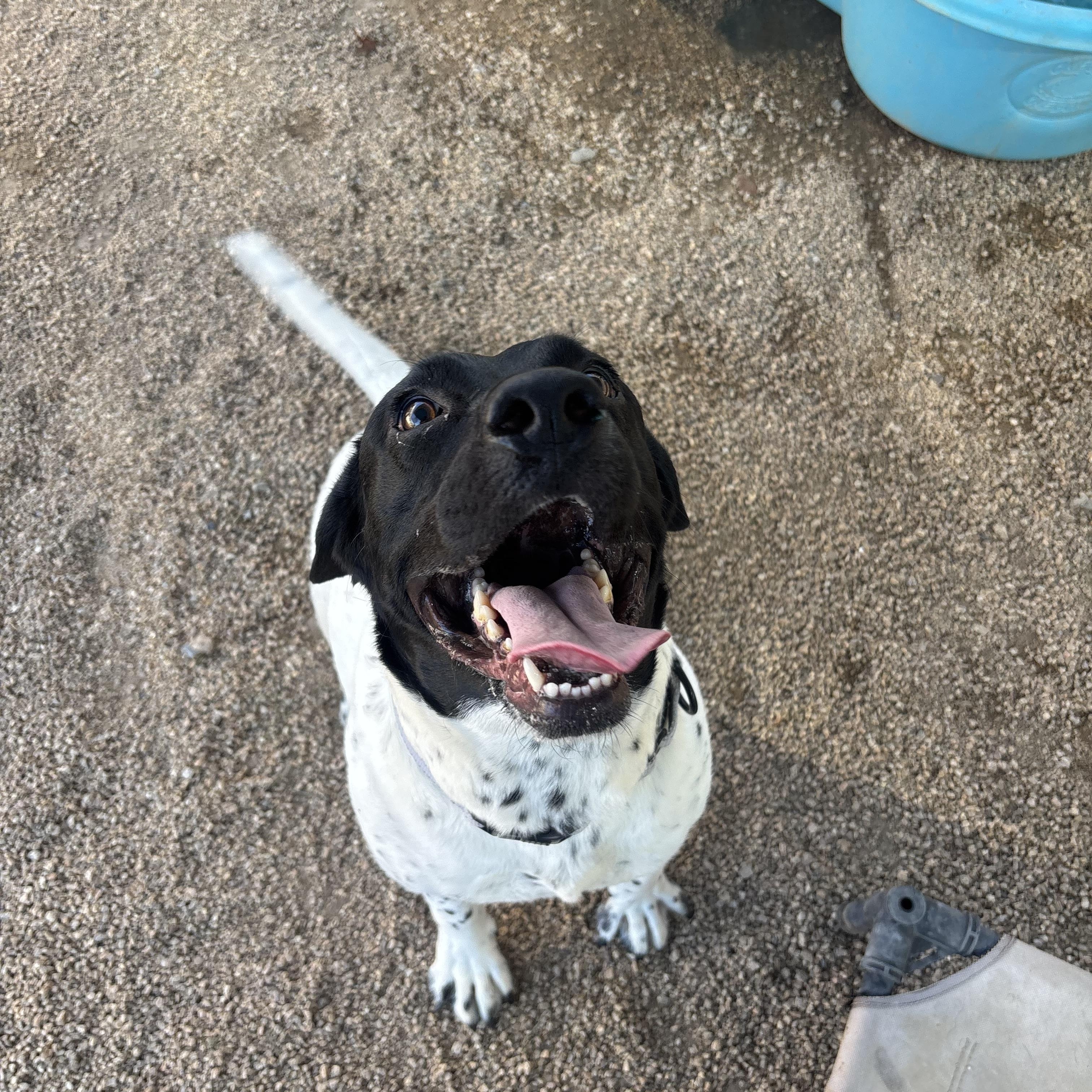 Enlarge Starfish, an adoptable mixed breed in Phoenix, AZ image 3/5