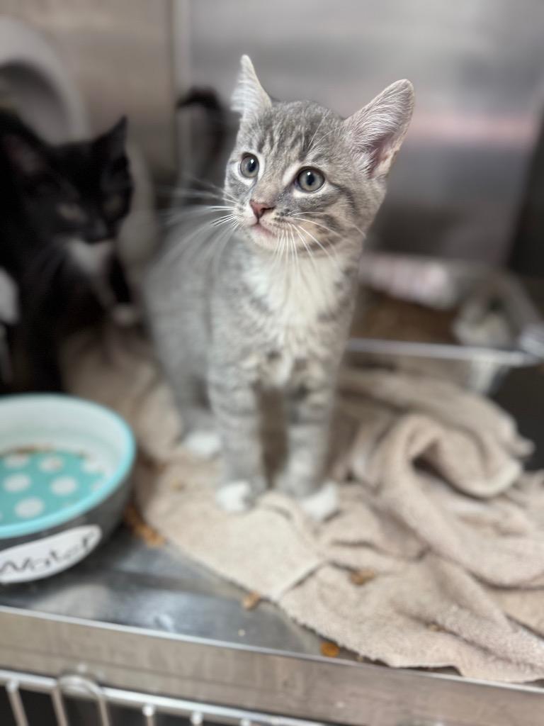Louie, Adoptable, Kitten Male Domestic Short Hair.