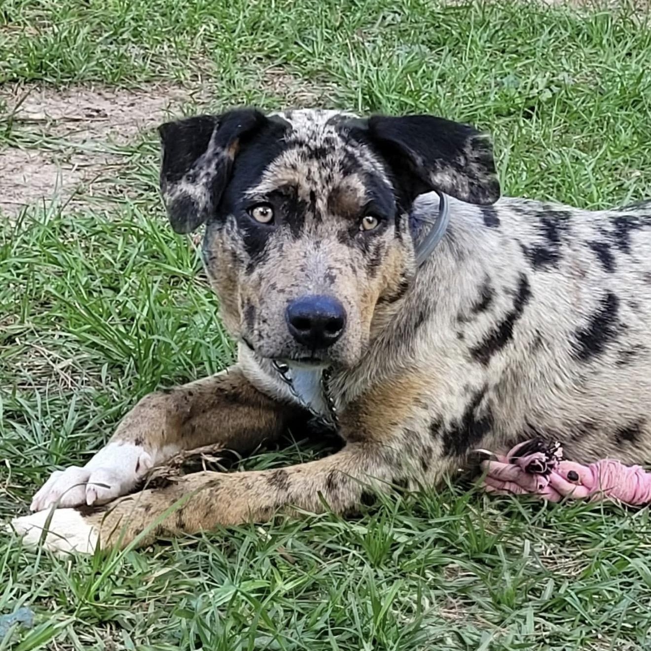 Gunner, an adopted mixed breed in Peoria, IL image 2/3