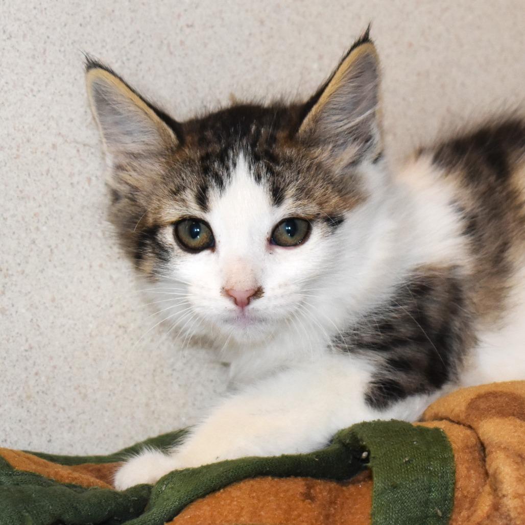 Reindeer (25-3S-2), a Adoptable Domestic Short Hair in Rifle, CO image 2/3