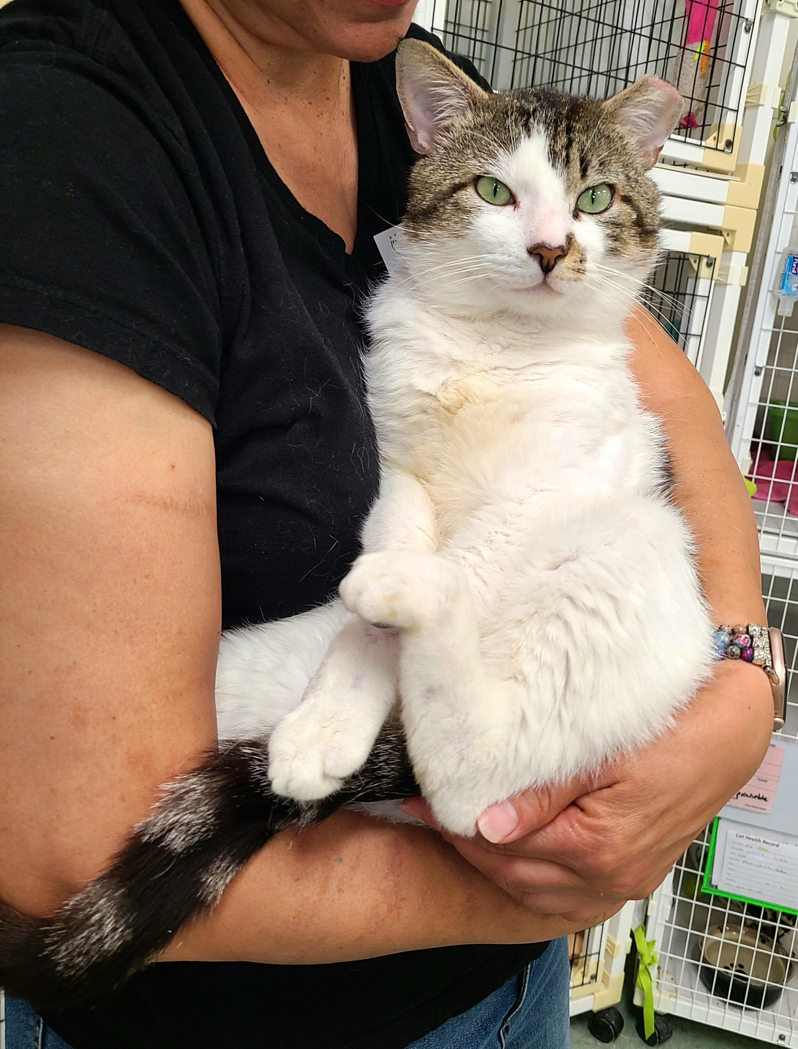 Marley, adopted, Young Male Domestic Short Hair.