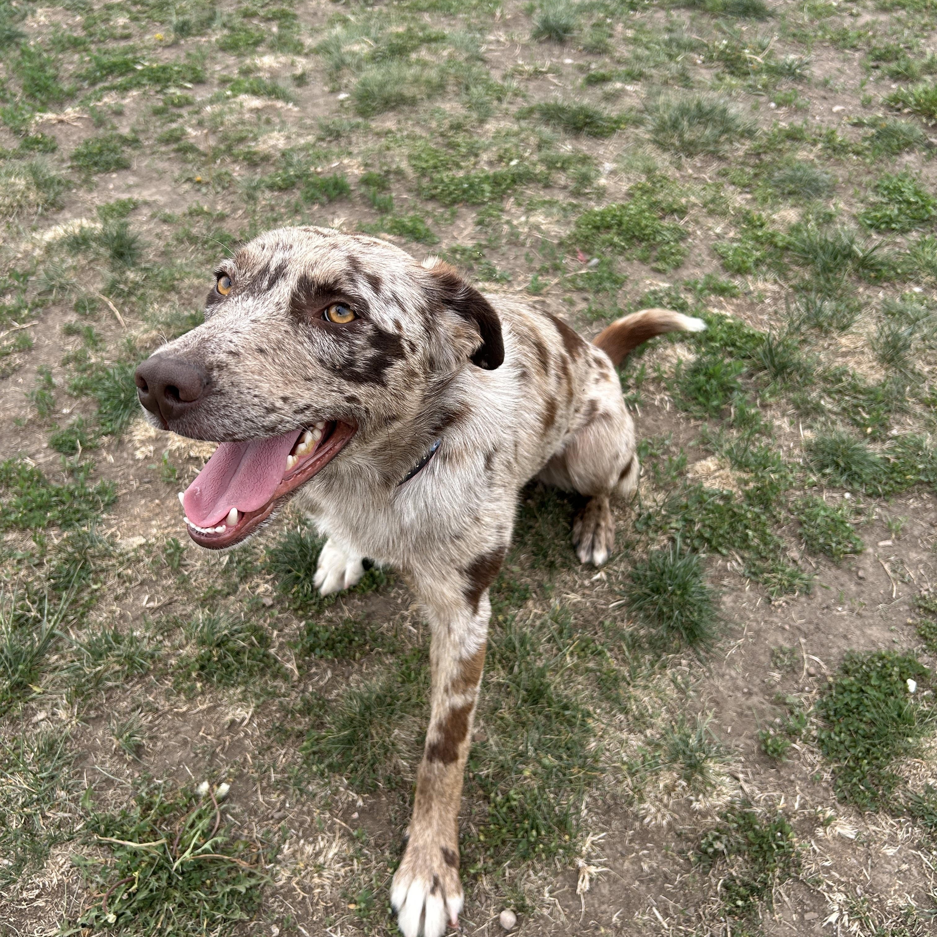 CJ, a ADOPTABLE mixed breed in Seward, NE image 3/3