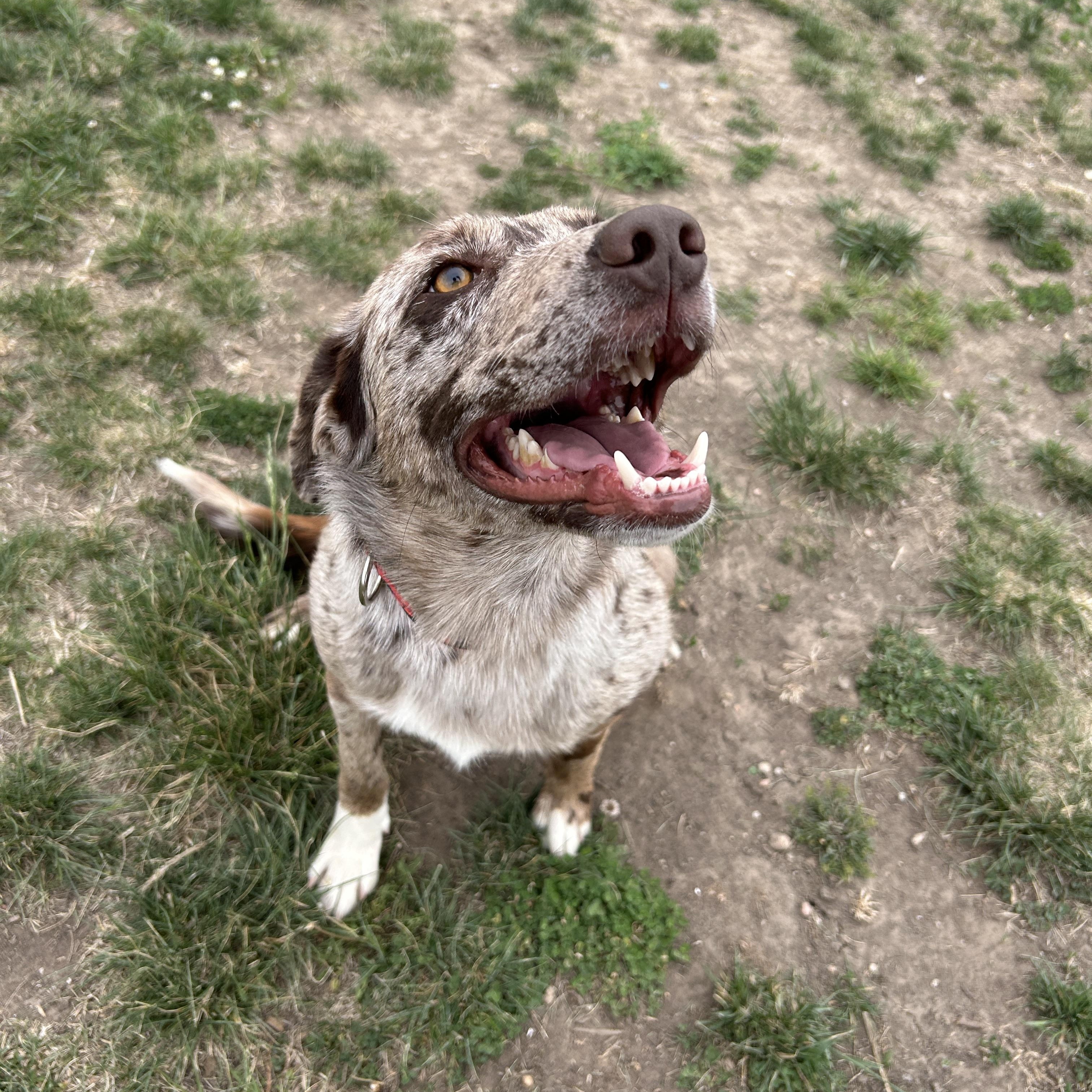 CJ, a ADOPTABLE mixed breed in Seward, NE image 1/3