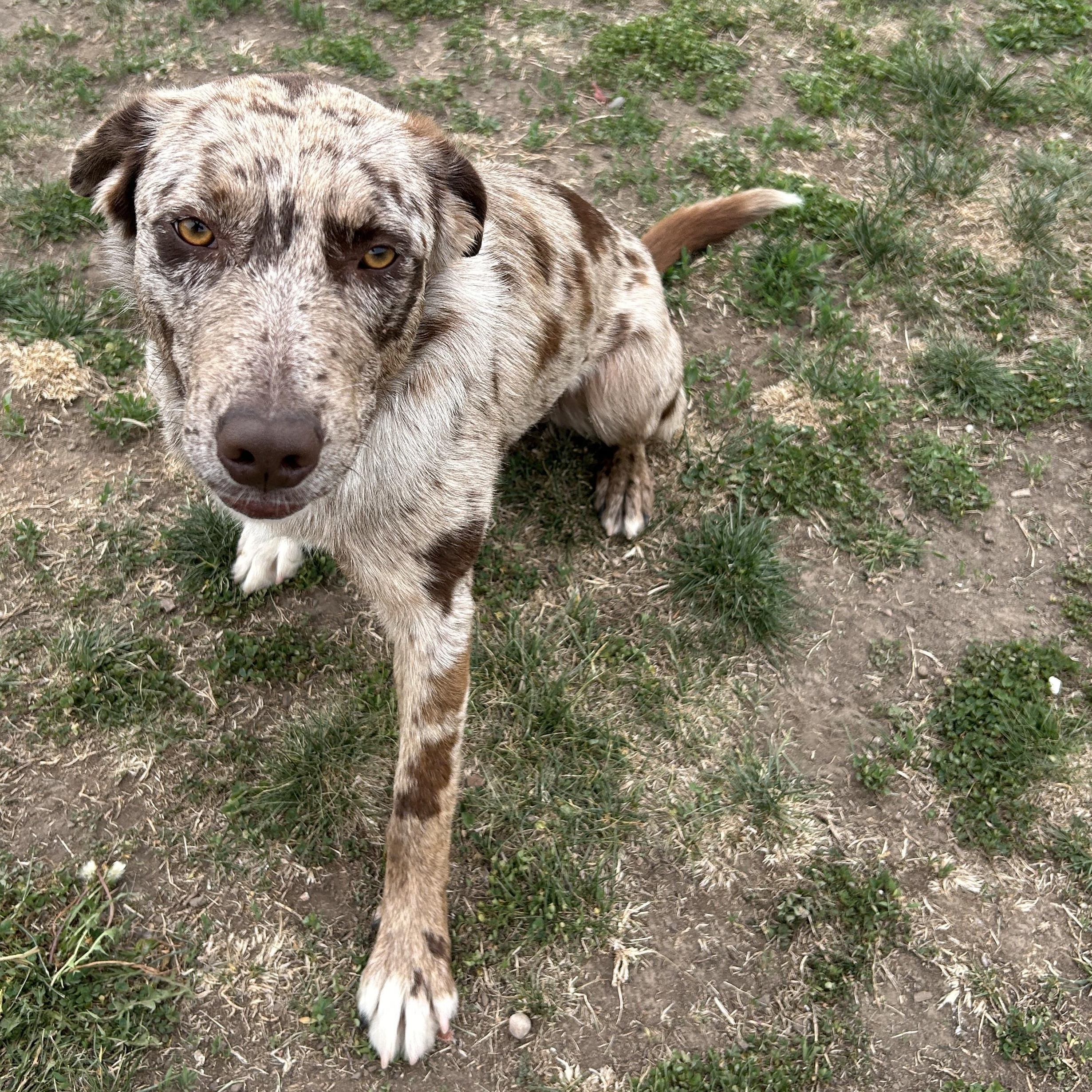 CJ, a ADOPTABLE mixed breed in Seward, NE image 2/3