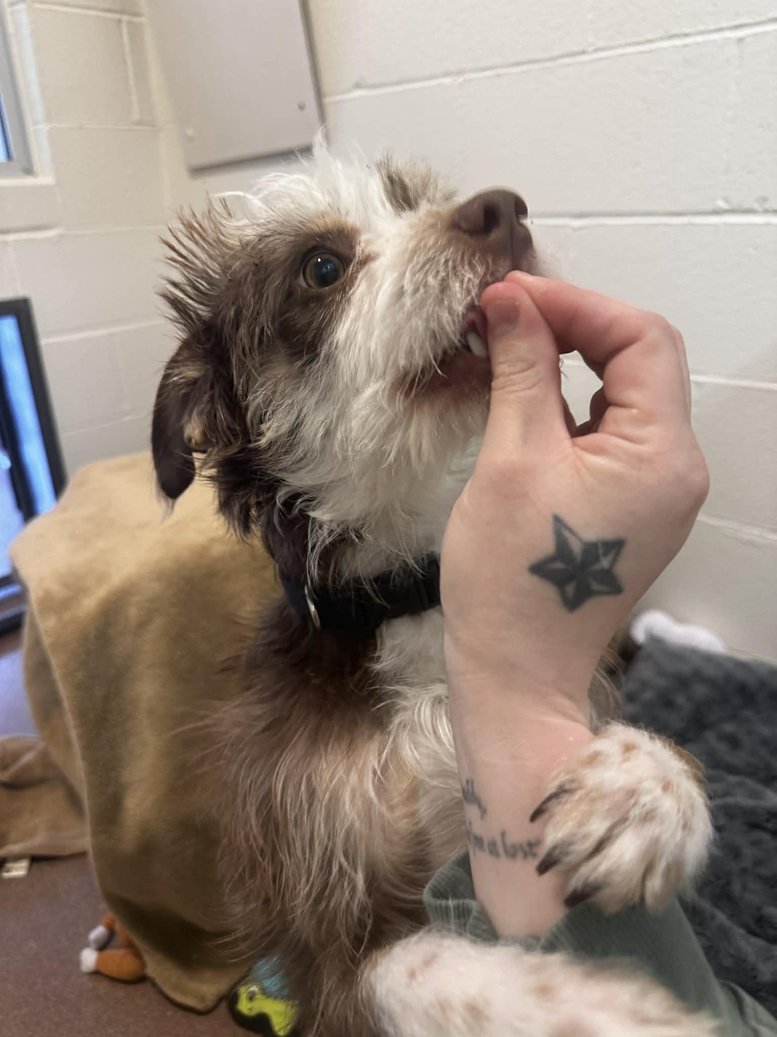 Stretch, a ADOPTABLE mixed breed in Friday Harbor, WA image 2/2