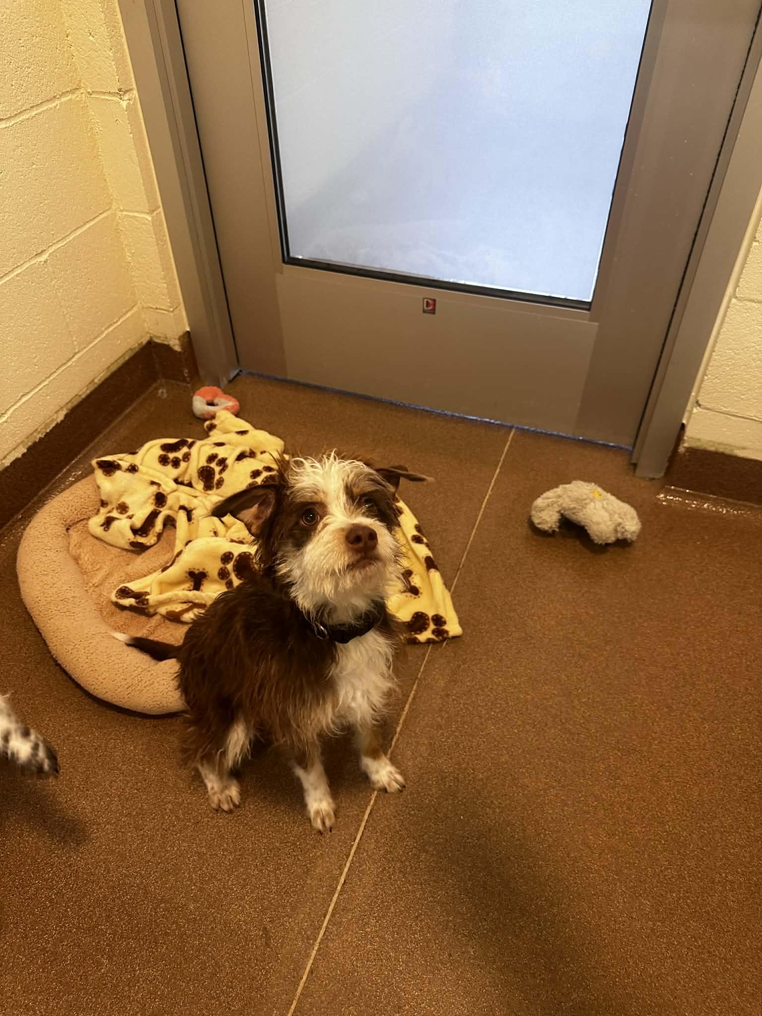 Stretch, ADOPTABLE, Adult Male Shih Tzu.