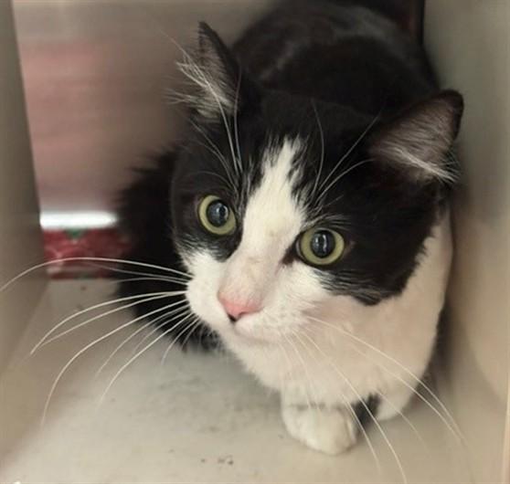 MEEKO, Adoptable, Adult Male Domestic Short Hair & Domestic Short Hair.